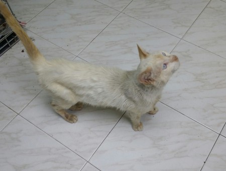 Blanquito